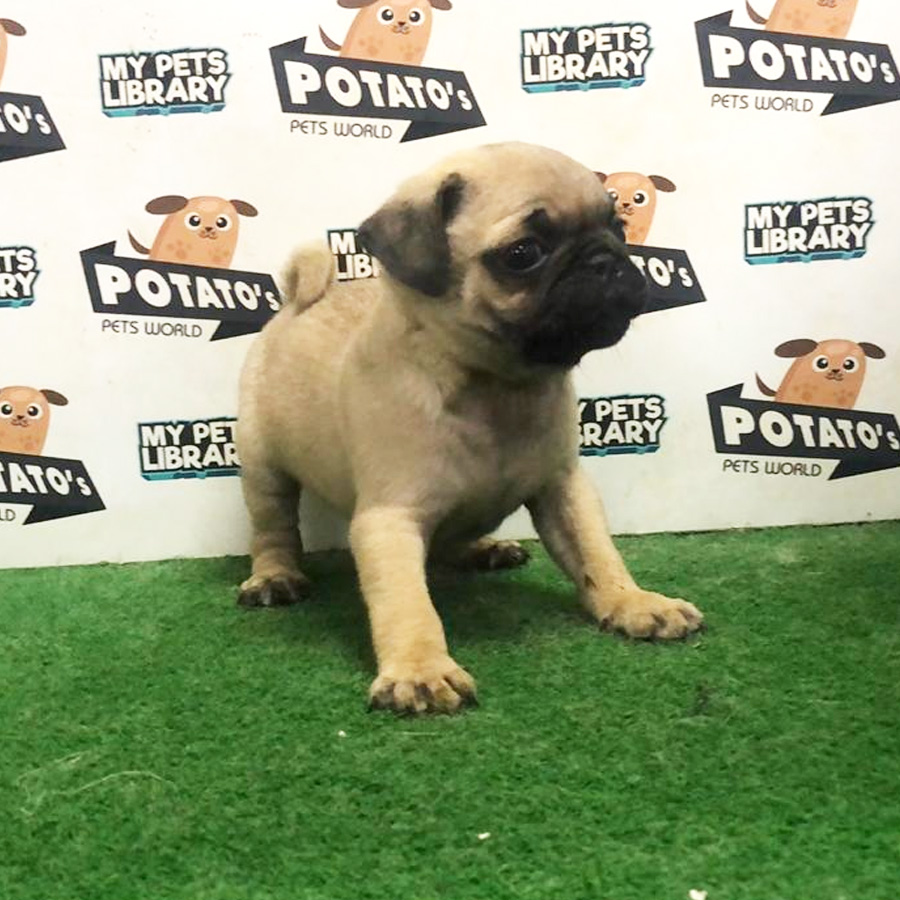 Pug Puppy (Male) For Sale
