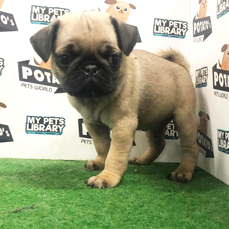 Pug Puppy (Male) For Sale
