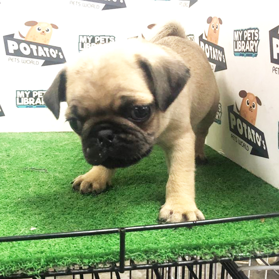 Pug Puppy (Male) For Sale