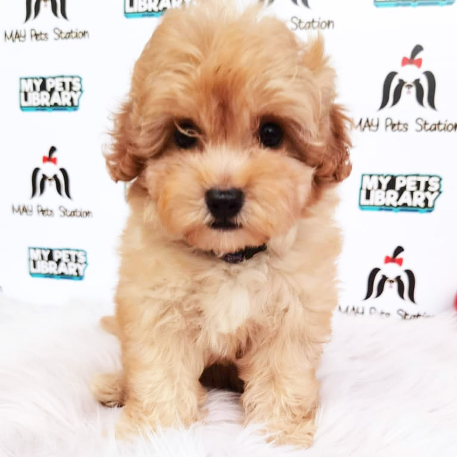 Toy Poodle Puppy (Female) For Sale