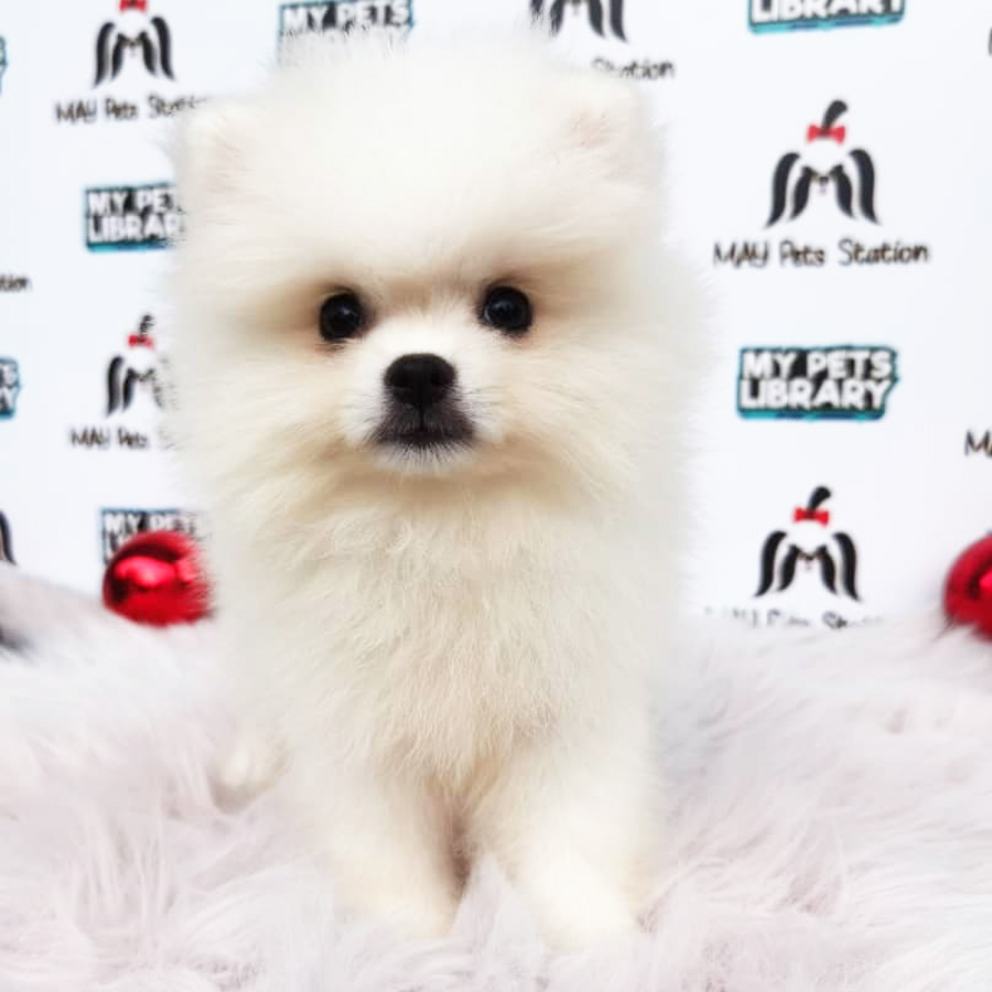 Pomeranian Puppy (Female) For Sale