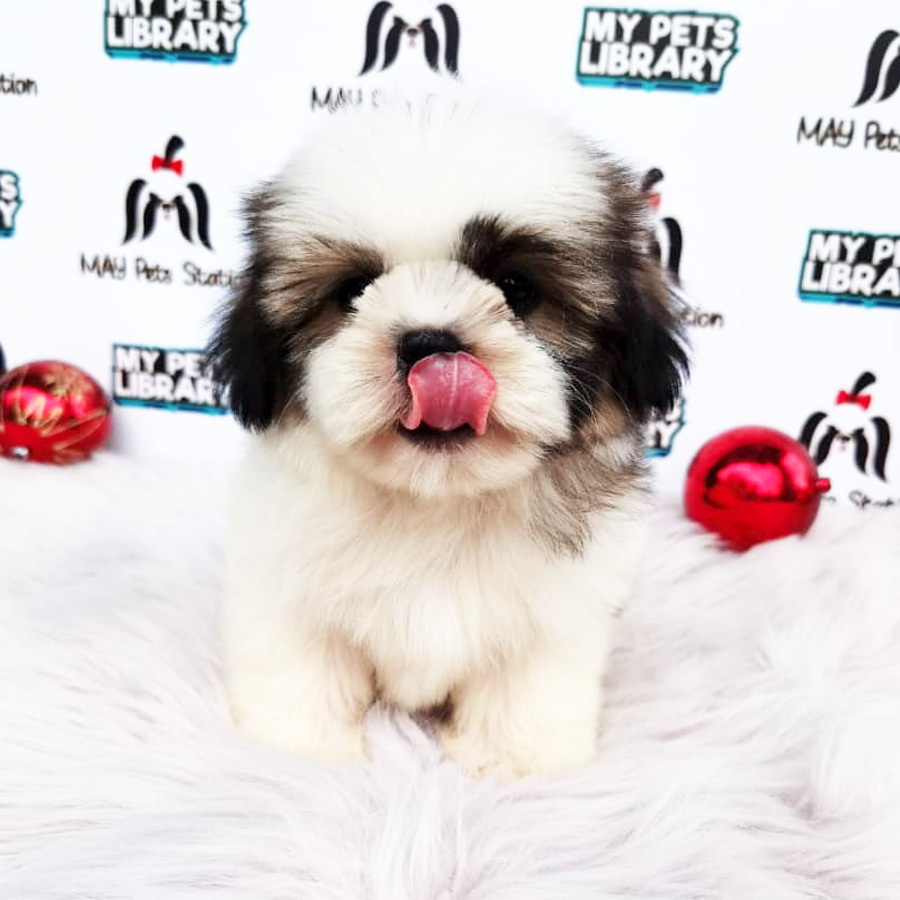 Shih Tzu Puppy (Male) For Sale