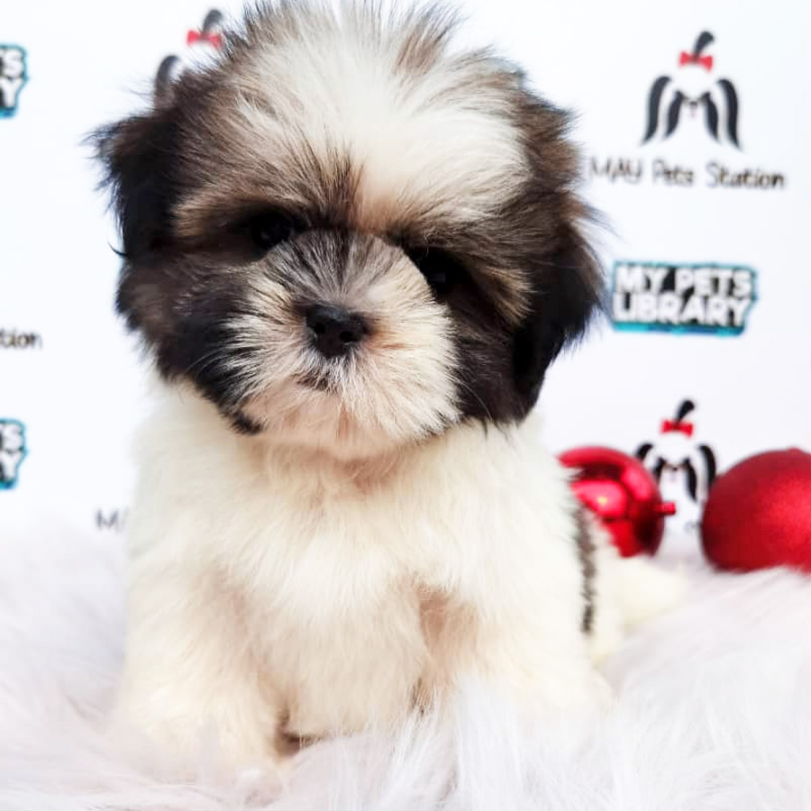 Shih Tzu Puppy (Female) For Sale
