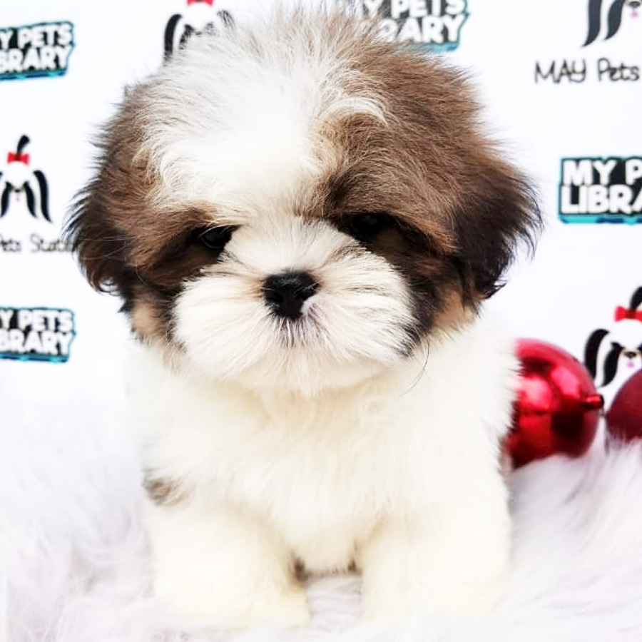 Shih Tzu Puppy (Male) For Sale