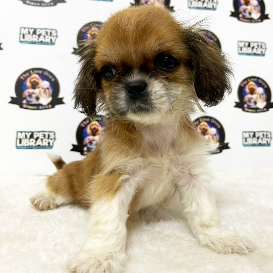 Shih Tzu Puppy (Female) For Sale