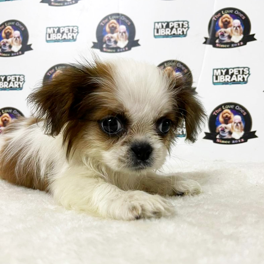 Shih Tzu Puppy (Female) For Sale