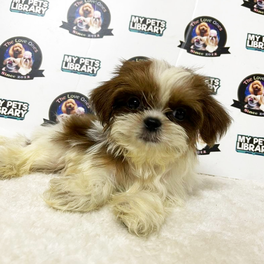 Shih Tzu Puppy (Male) For Sale