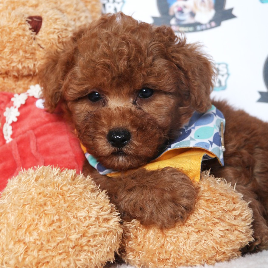 Tiny Toy Poodle Puppy ( Male ) For Sale