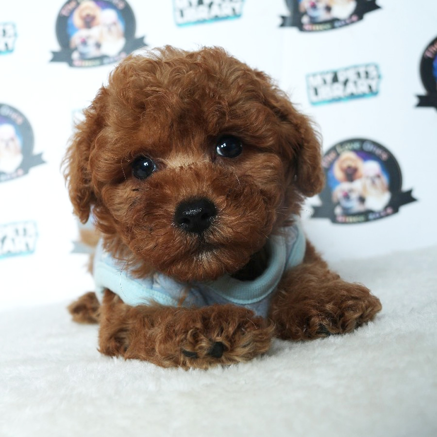 Tiny Toy Poodle Puppy ( Male ) For Sale