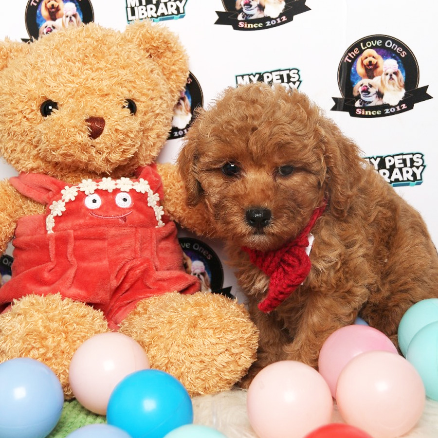 Tiny Toy Poodle Puppy ( Male ) For Sale