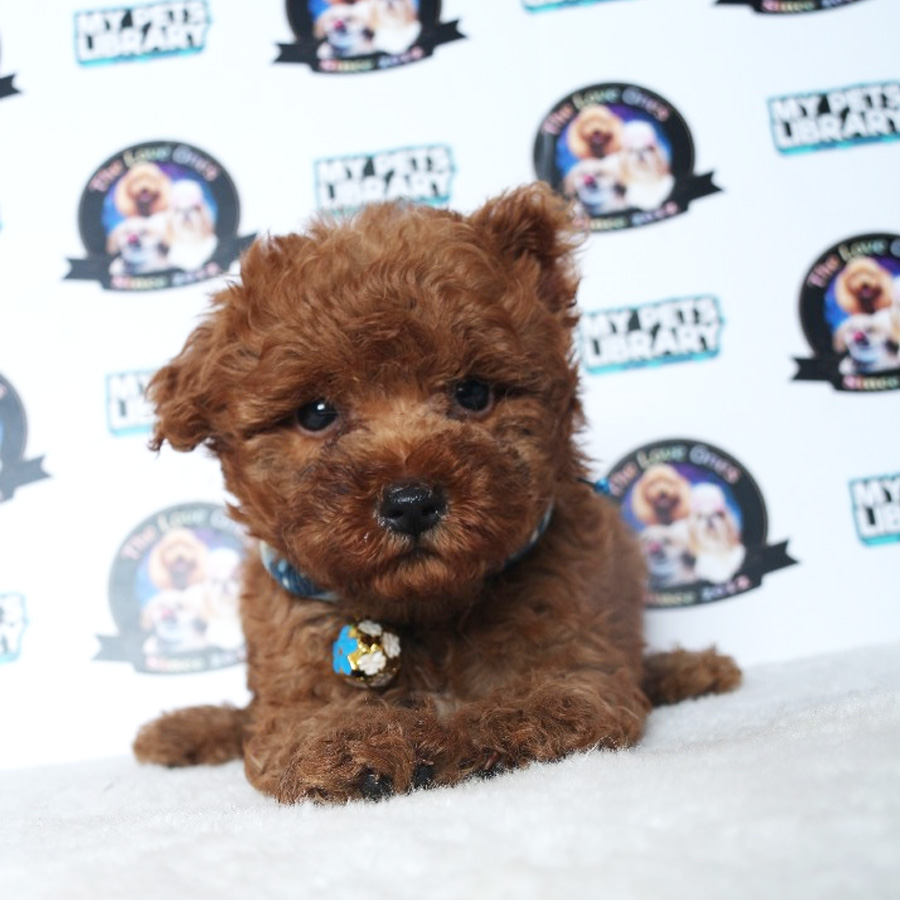 Tiny Toy Poodle Puppy ( Male ) For Sale