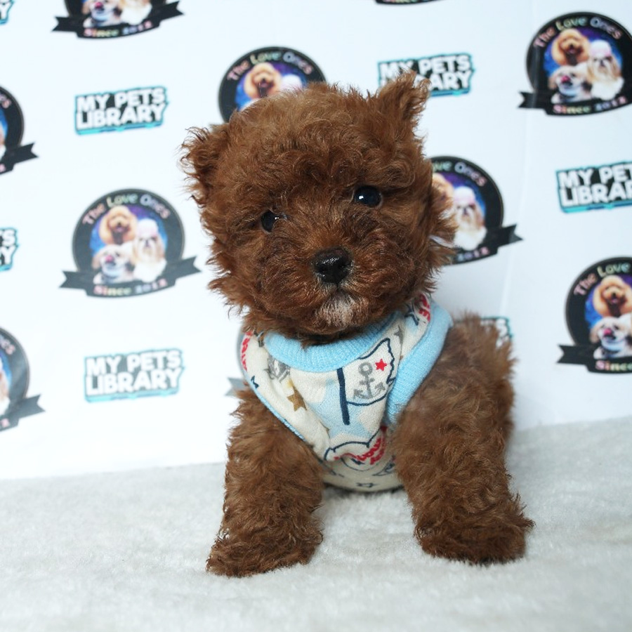 Tiny Toy Poodle Puppy ( Male ) For Sale