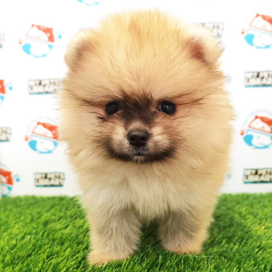 Pomeranian Puppy (Male) For Sale