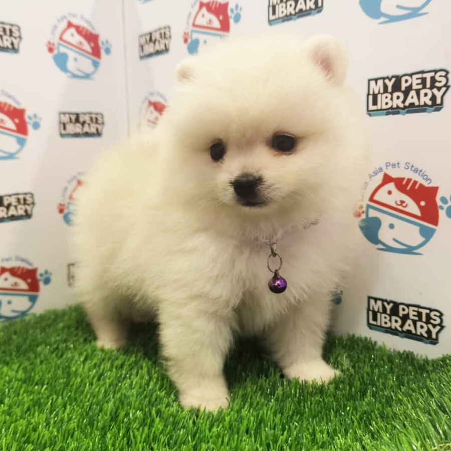 Pomeranian Puppy (Male) For Sale