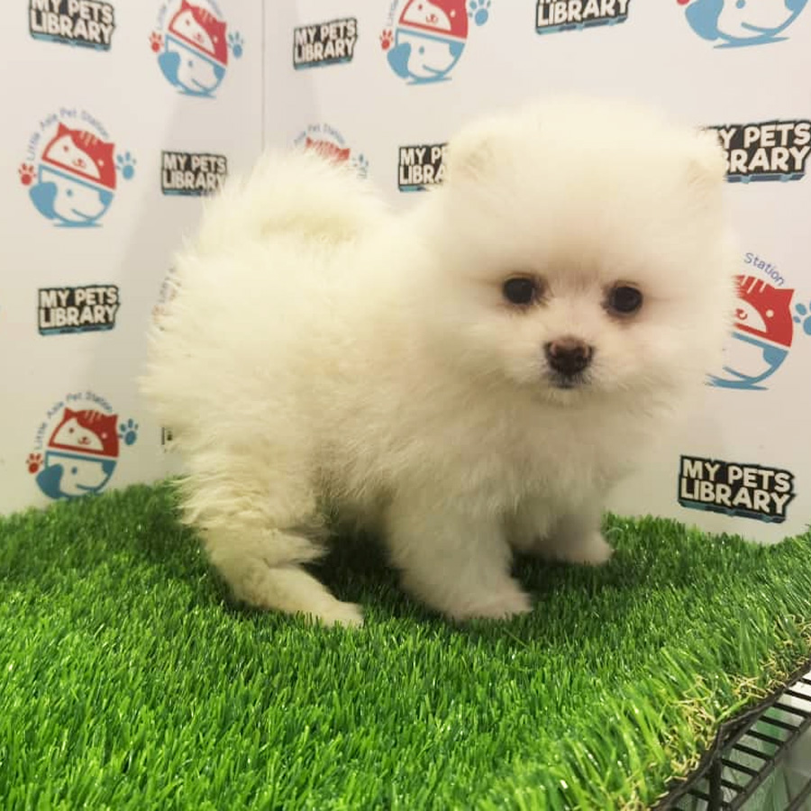 Pomeranian Puppy (Male) For Sale