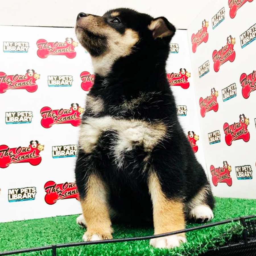 Shiba Inu Puppy For Sale