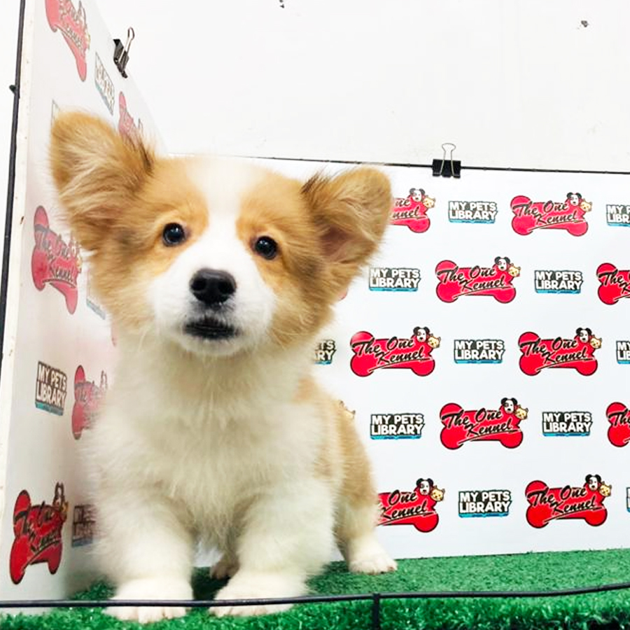 Long Coat Welsh Corgi Puppy (Male) For Sale