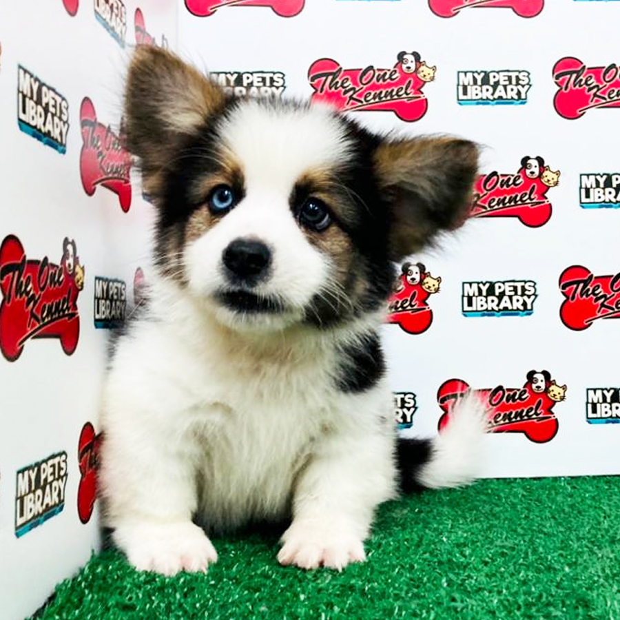 Long Coat Welsh Corgi Puppy (Male) For Sale