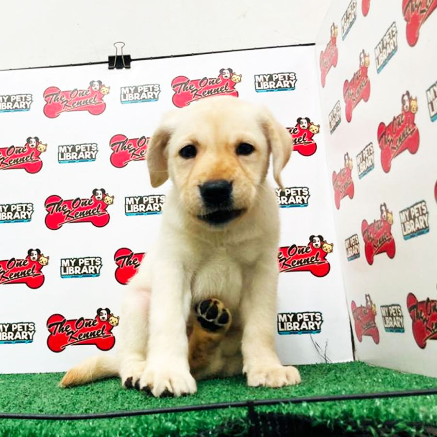 Labrador Puppy For Sale