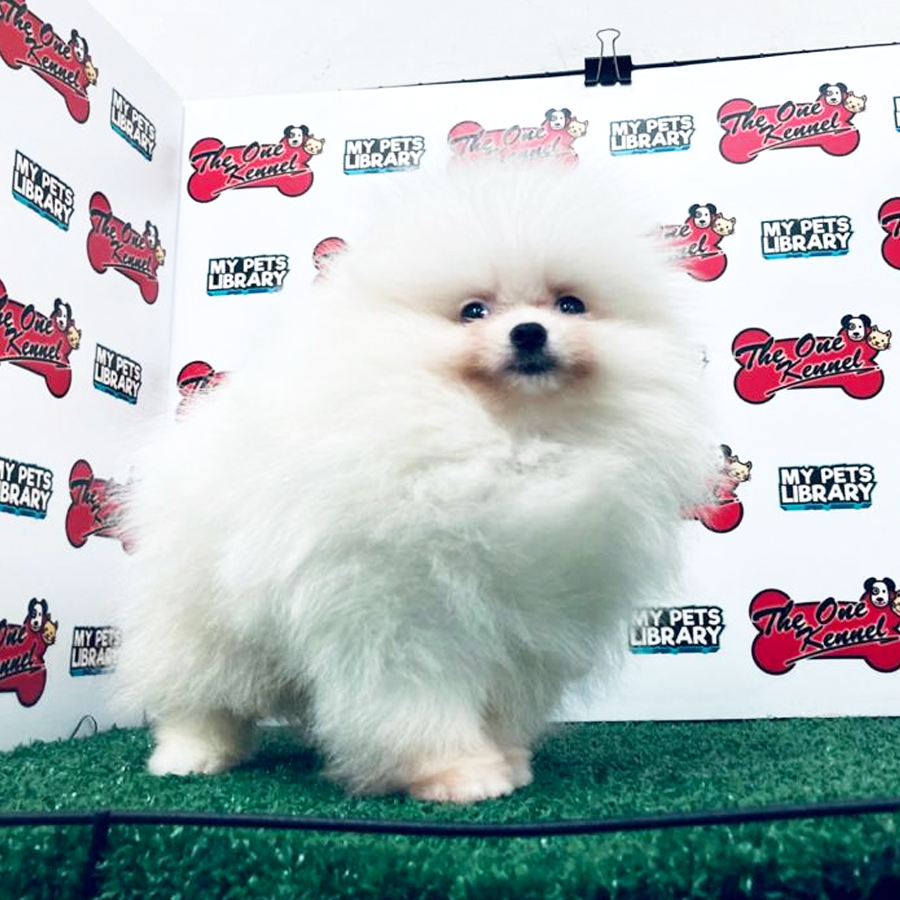 Pomeranian Puppy (Male) For Sale