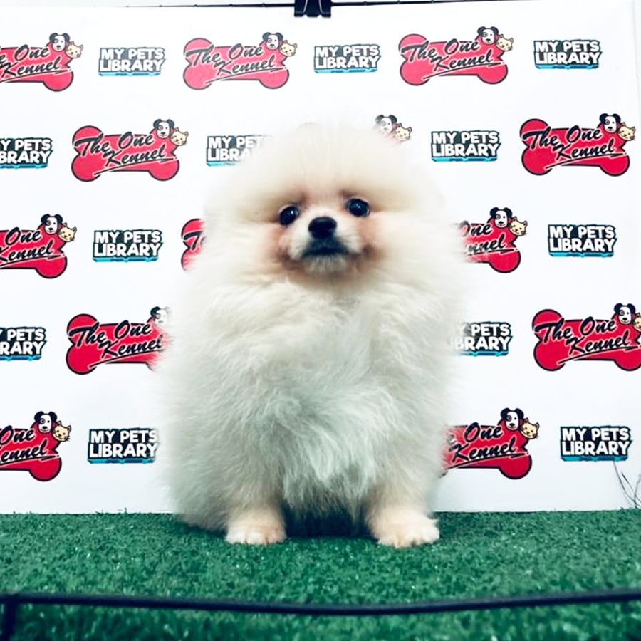 Pomeranian Puppy (Male) For Sale