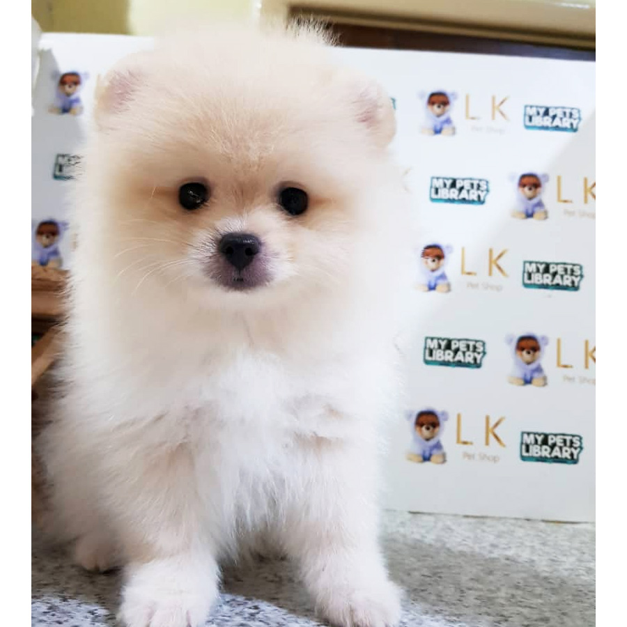 Pomeranian Puppy (Male) For Sale