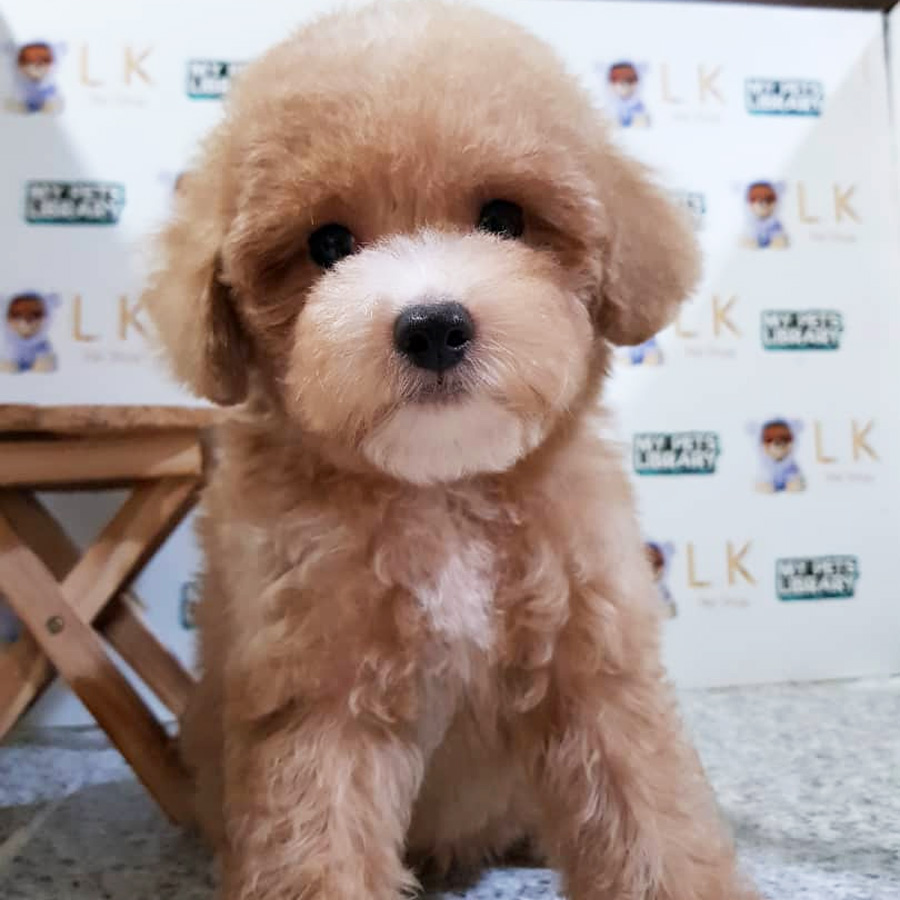 Toy Poodle Puppy (Male) For Sale