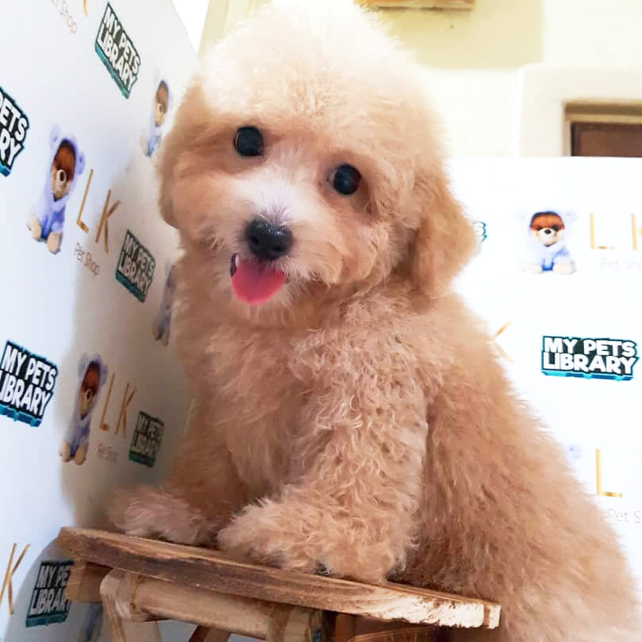 Toy Poodle Puppy (Male) For Sale
