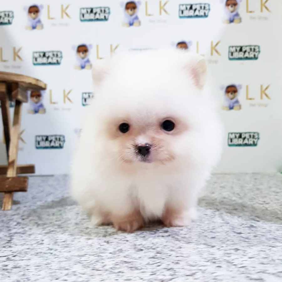 Pomeranian Puppy (Male) For Sale