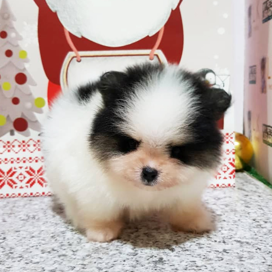 Pomeranian Puppy (Male) For Sale