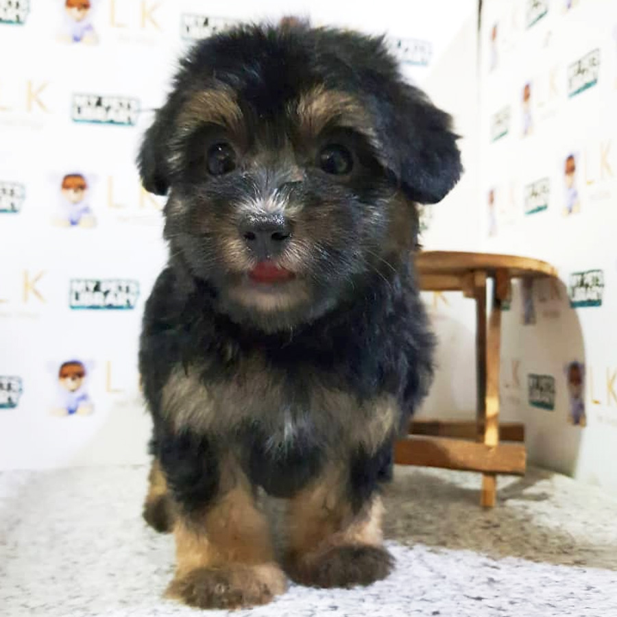Toy Poodle Puppy (Female) For Sale