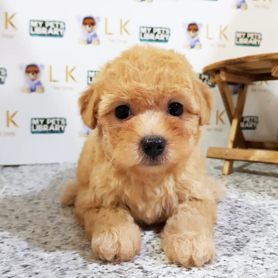 Toy Poodle Puppy (Female) For Sale