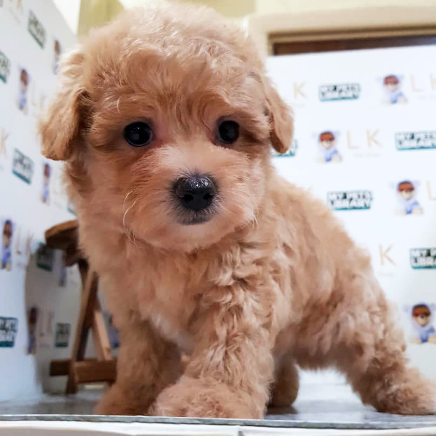 Toy Poodle Puppy (Male) For Sale