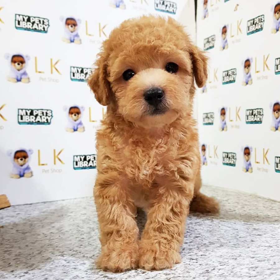 Toy Poodle Puppy (Male) For Sale