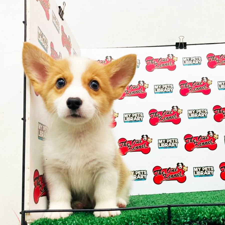 Welsh Corgi Puppy (Male) For Sale