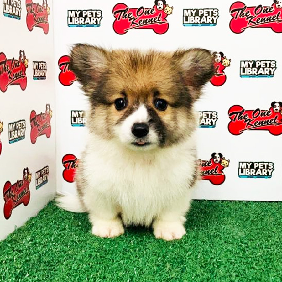Mini Long Coat Welsh Corgi Puppy (Male) For Sale