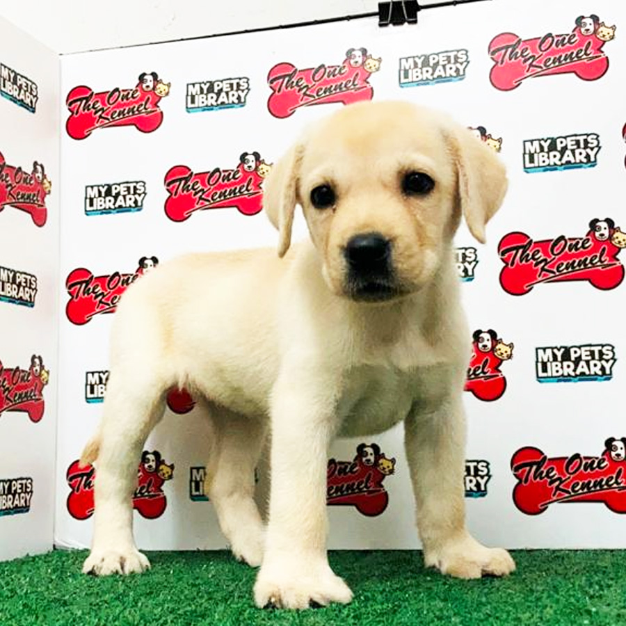 Labrador Puppy For Sale