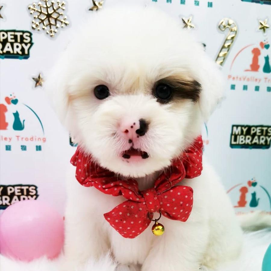 Maltipoo Puppy For Sale