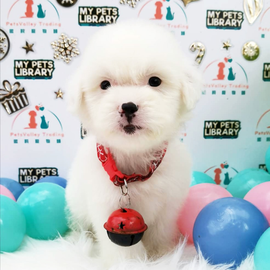 Maltipoo Puppy For Sale