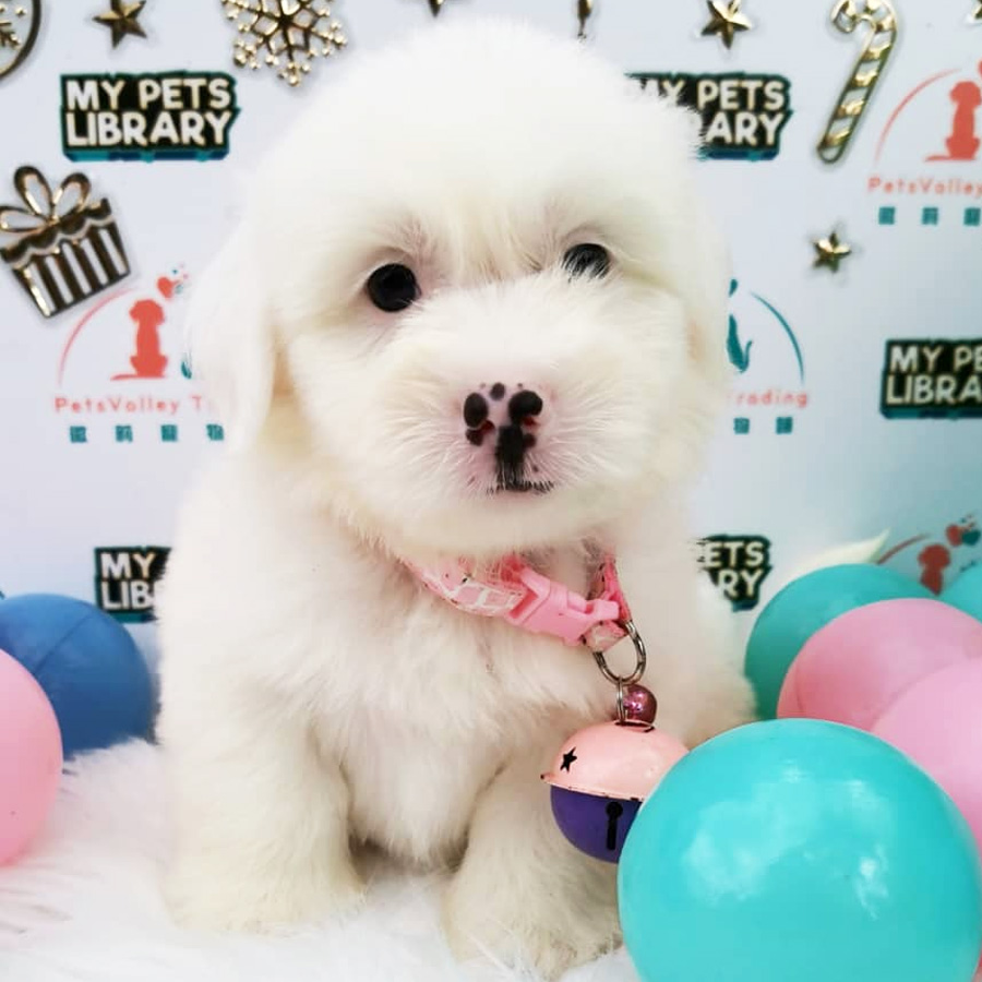 Maltipoo Puppy For Sale