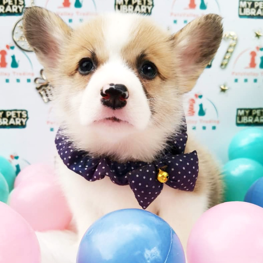 Welsh Corgi Puppy (Male) For Sale