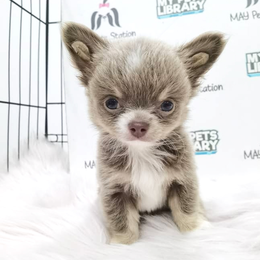 Chihuahua Puppy For Sale