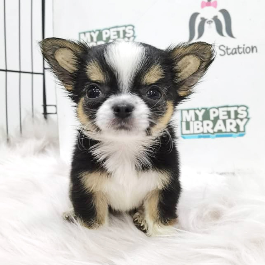 Chihuahua Puppy For Sale