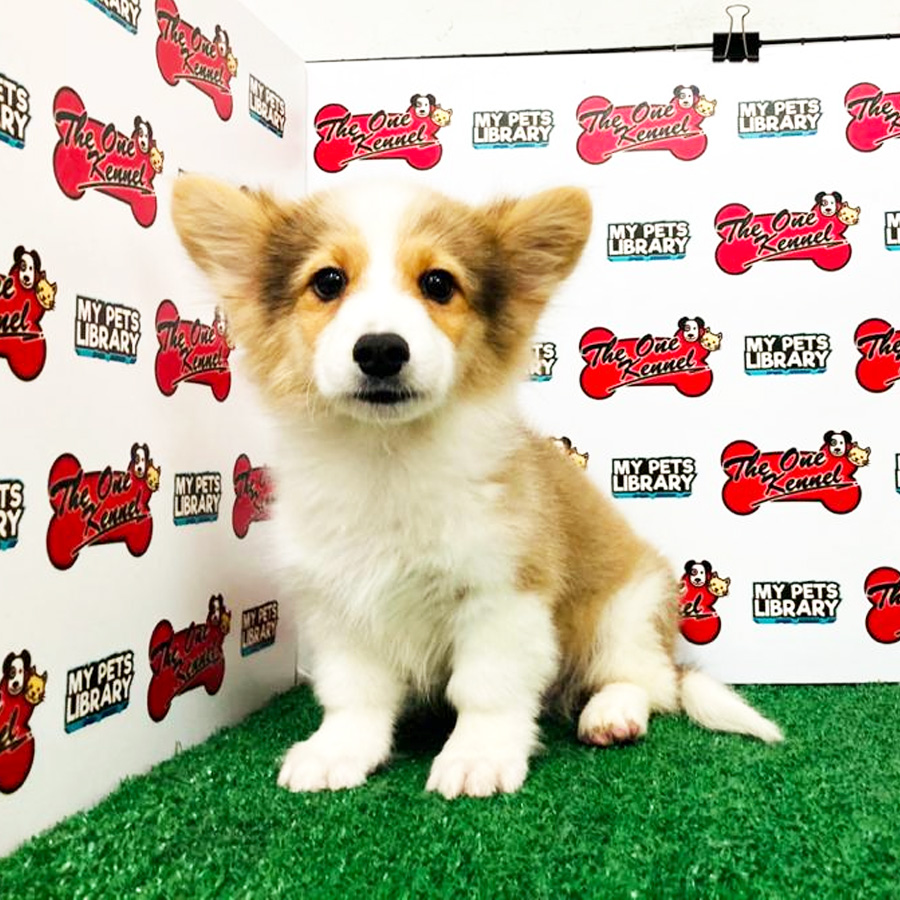 Long Coat Welsh Corgi Puppy (Male) For Sale