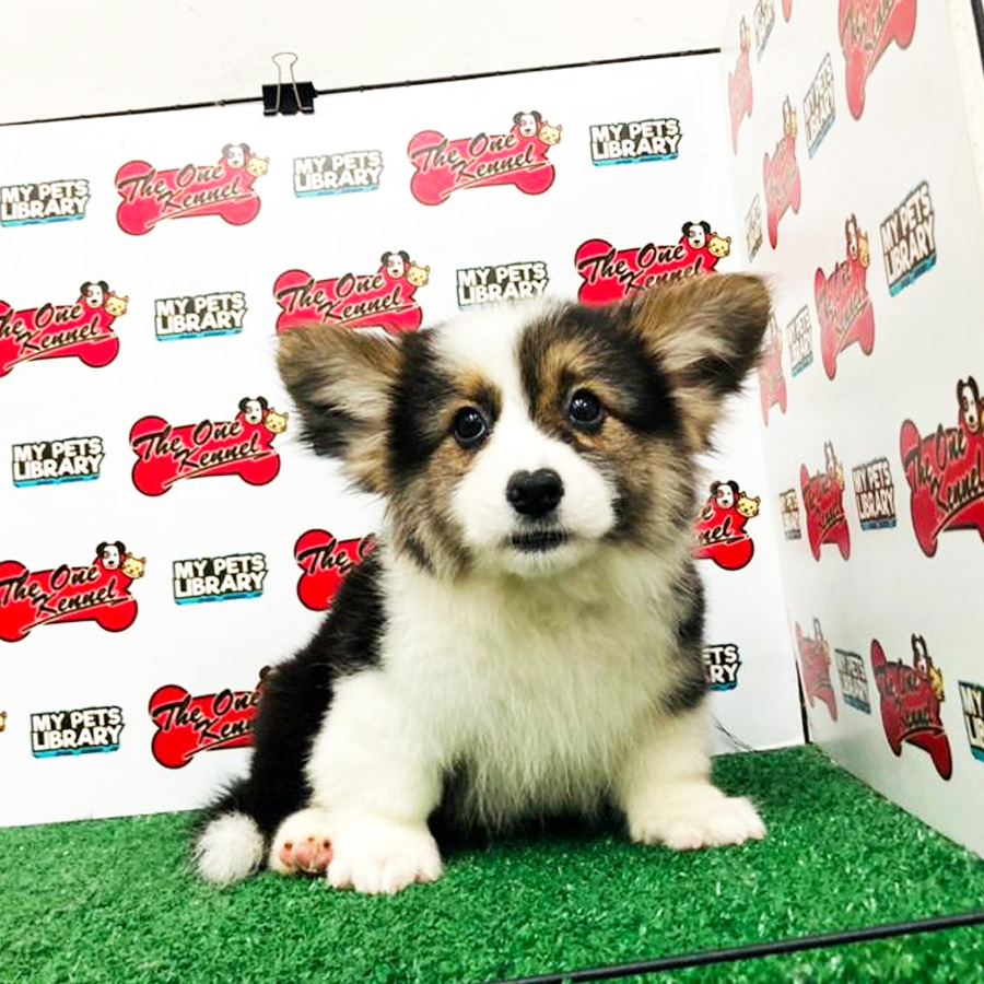 Mini Long Coat Welsh Corgi Puppy (Male) For Sale