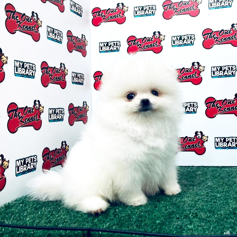 Pomeranian Puppy (Female) For Sale