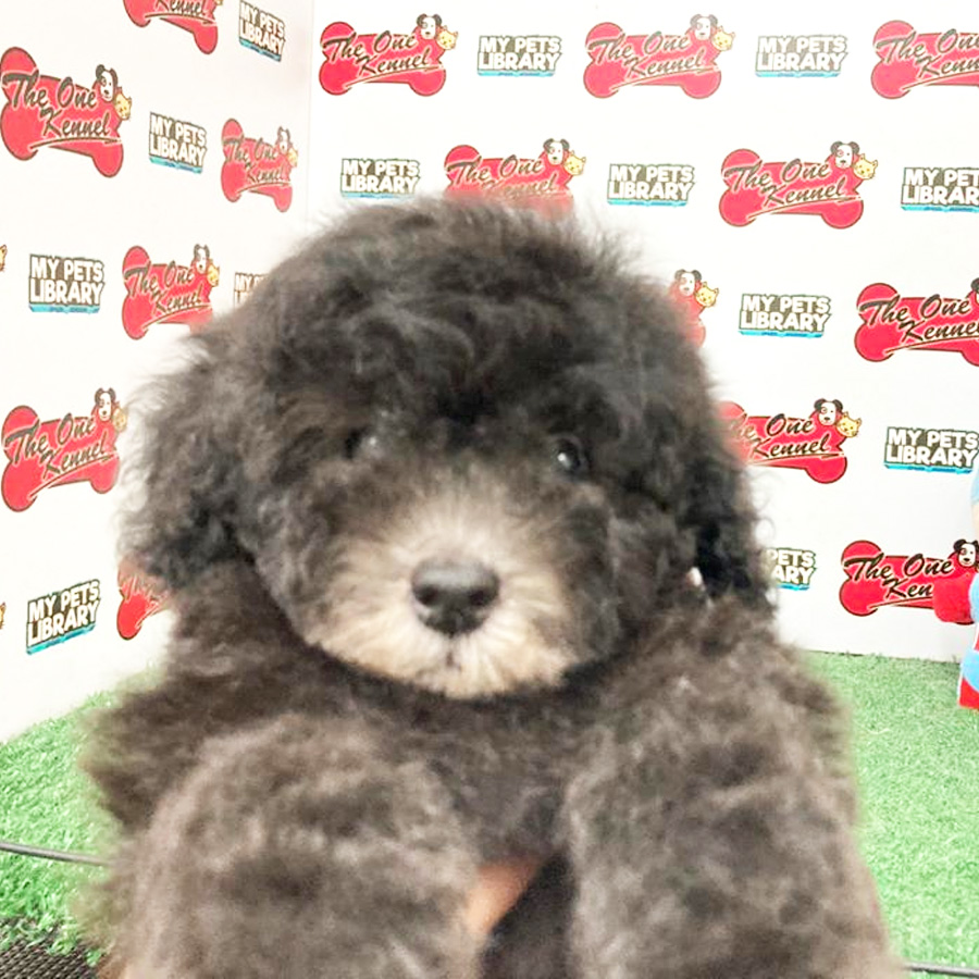 Toy Poodle Puppy (Male) For Sale