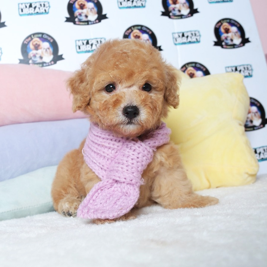 Tiny Toy Poodle Puppy ( Male ) For Sale