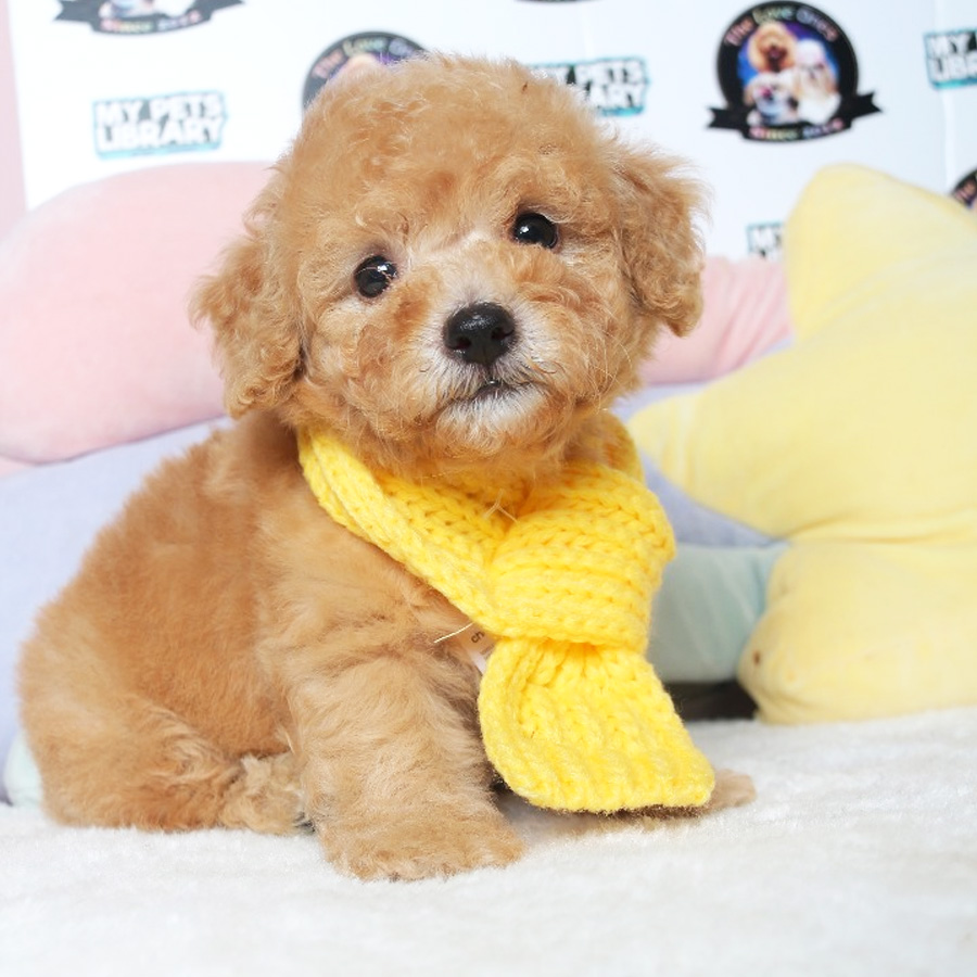Tiny Toy Poodle Puppy ( Female) For Sale