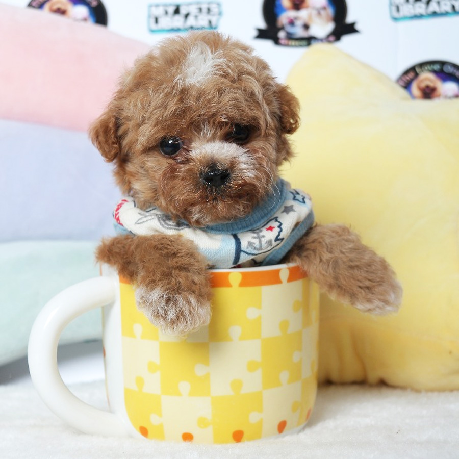 Tiny  Poodle Puppy (Male) For Sale